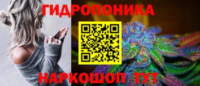 индика Кингисепп
